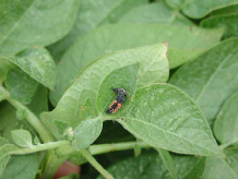 Asian ladybird larva (H. axyridis) eating an indigenous ladybird pupa in potatoes