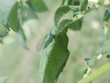 Adult green lacewing in potatoes (Chrysoperla kolthoffi)