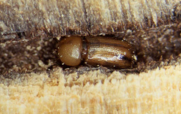 Female T. signatum in her gallery