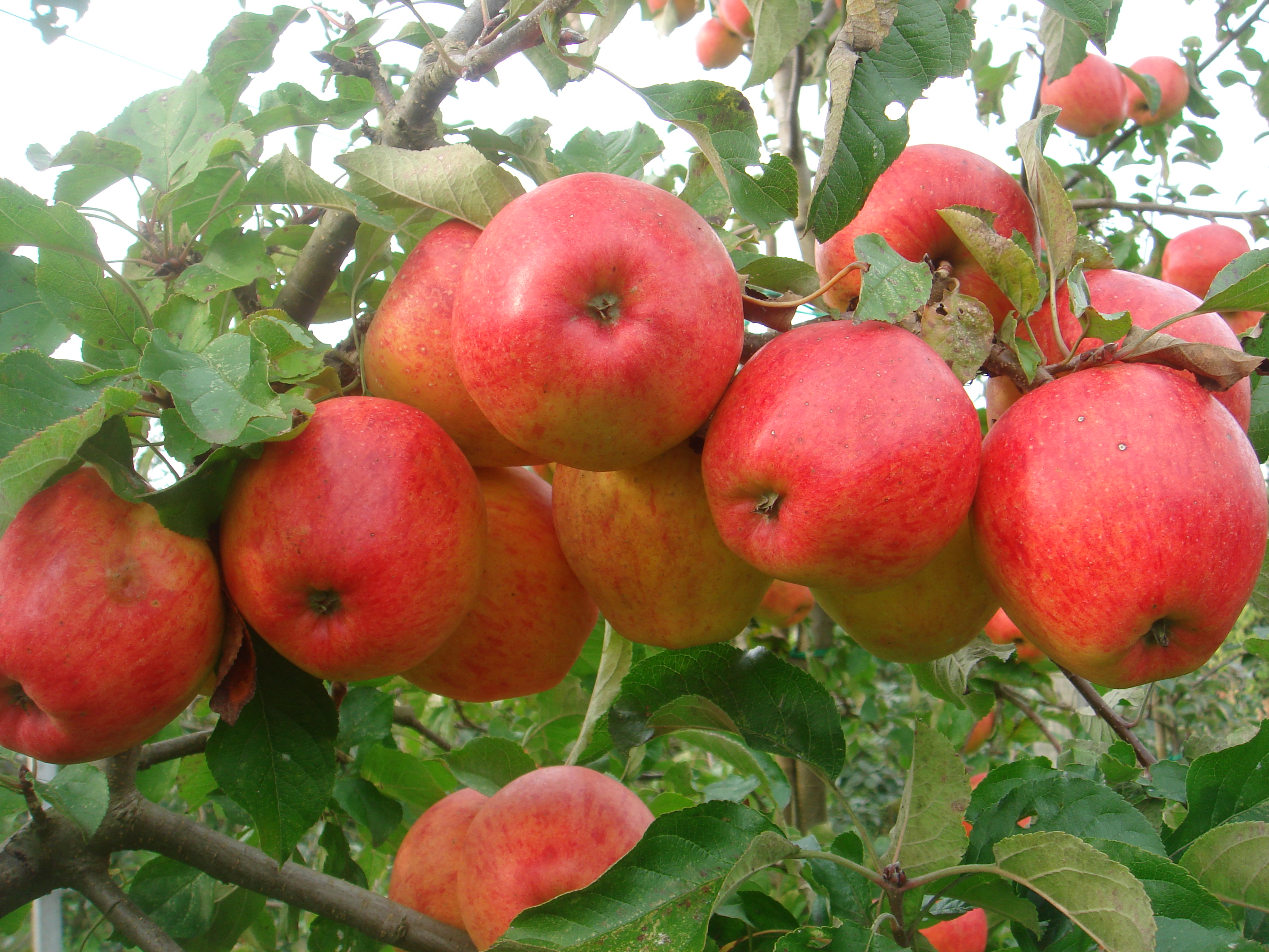 Variété 'Pinova' en verger biologique