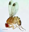 3.3.2. Biovigilance : La drosophile du cerisier (Drosophila suzukii) en  cultures fruitières