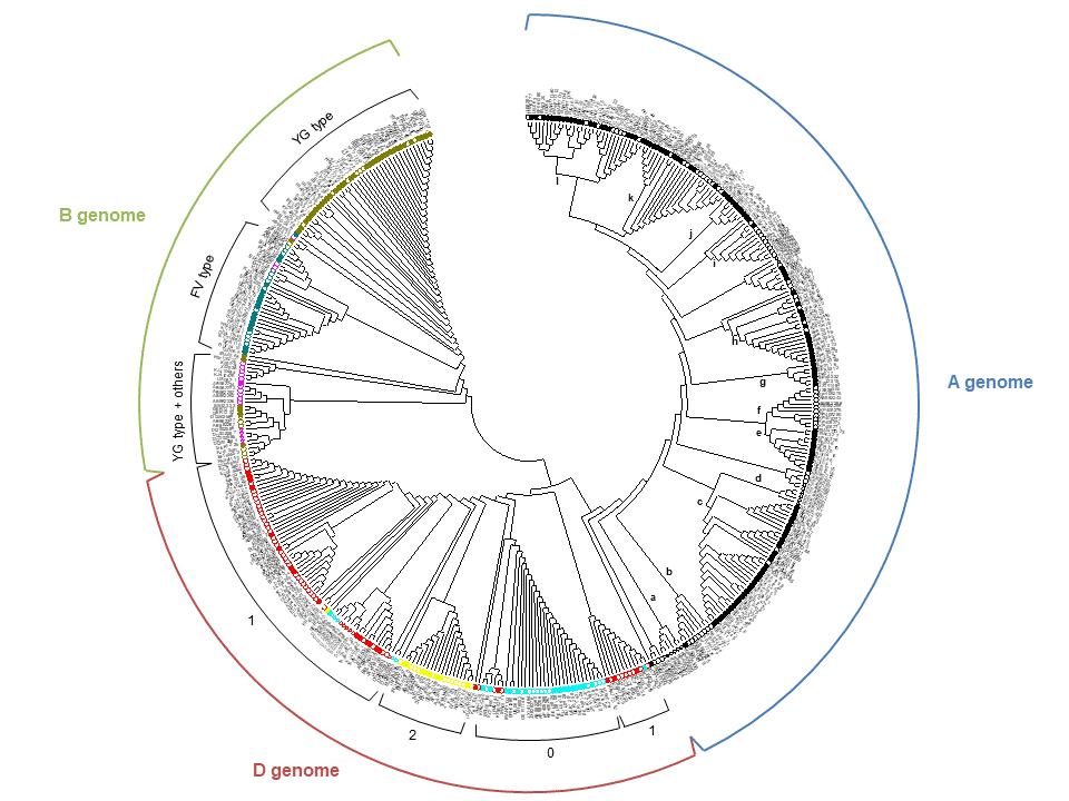 Etude de la diversité des séquences d'alpha-gliadines clonées, par l'établissement d'un arbre phylogénétique.