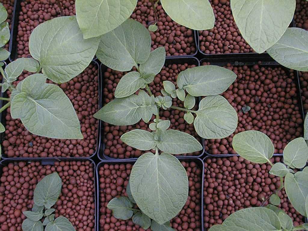 La production de minitubercules s’exécute par transfert de plantules ou microtubercules en serre dans un système hors-sol (hydroponie)