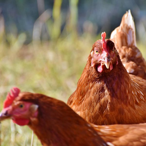 Poules