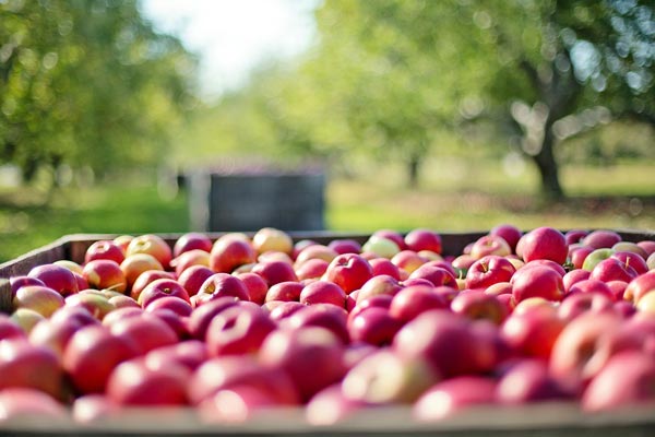 Transversal Research Unit for Organic Agriculture