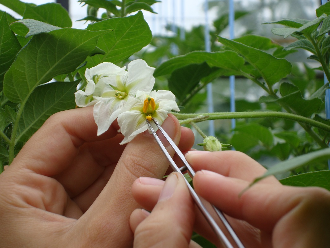 Croisement sur fleurs de pommes de terre