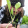 Geoffroy DESNEUX Technicien en Horticulture 