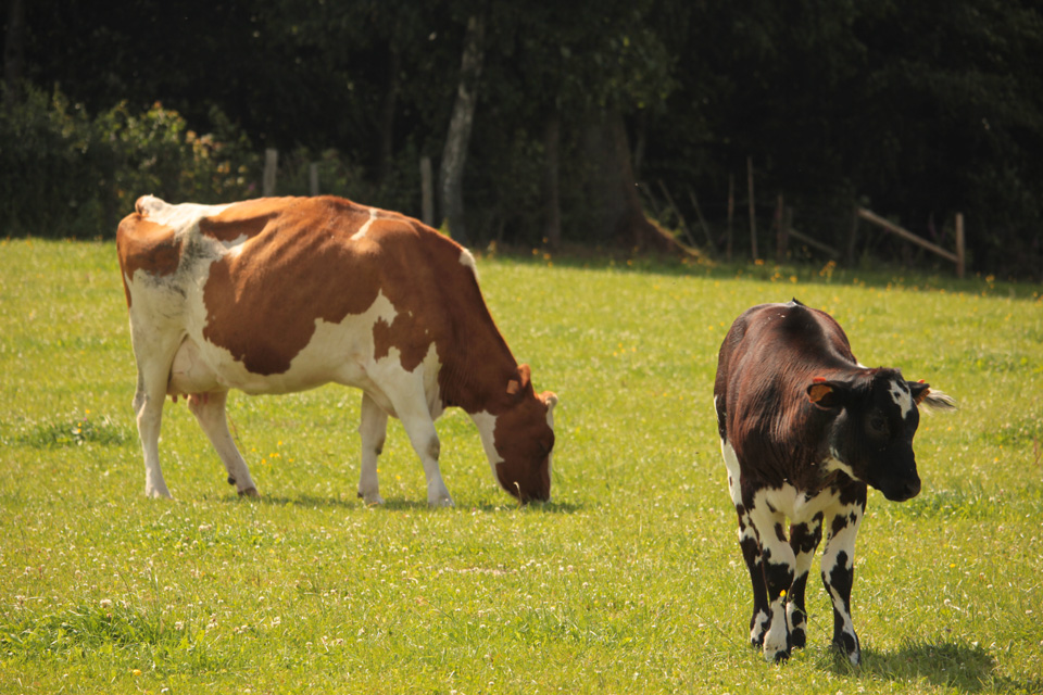 bio cows