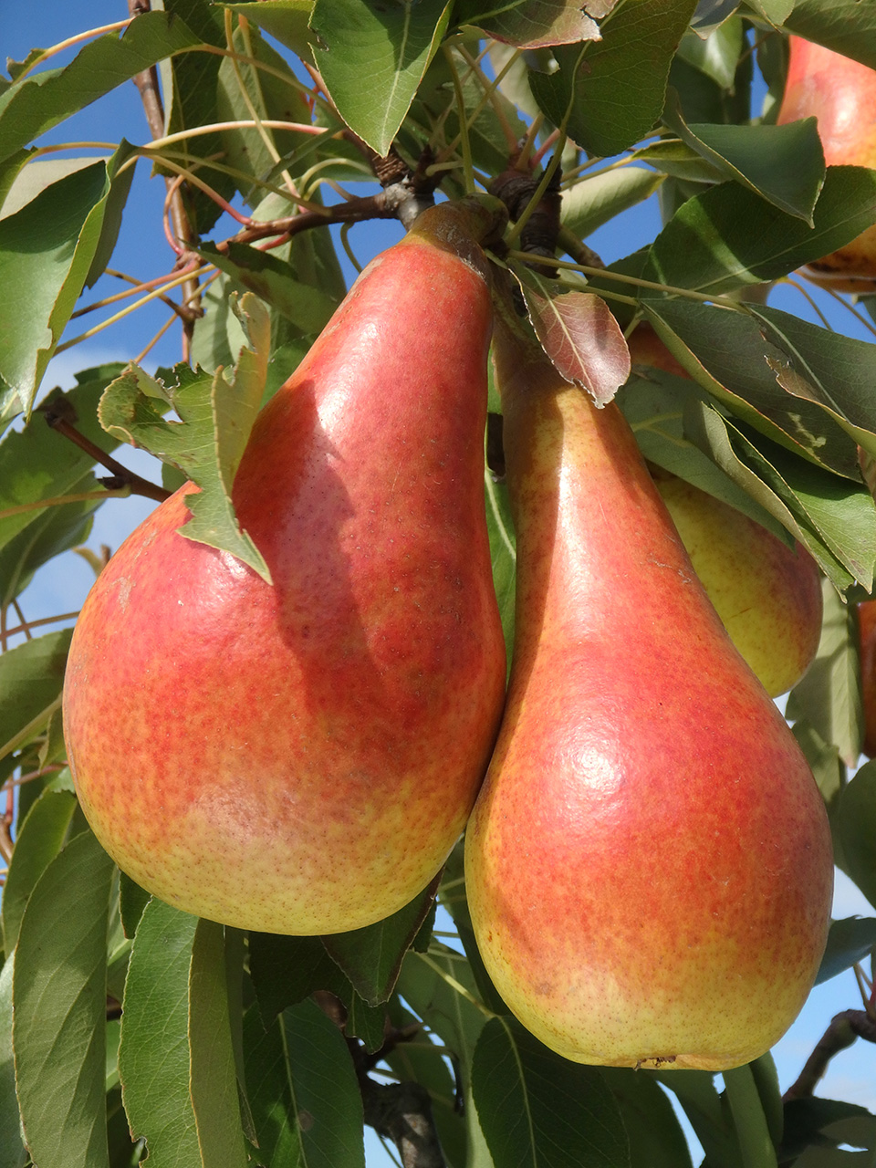 bio pears