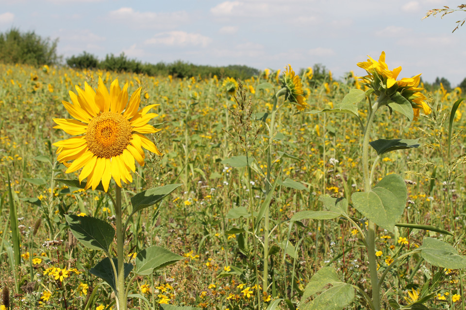 bio sunflower