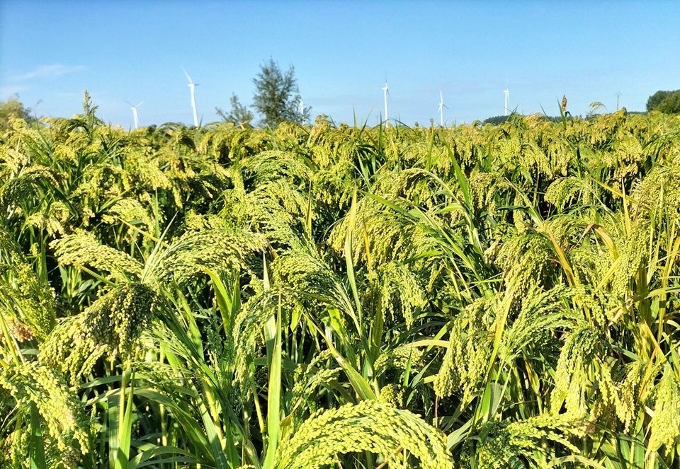 millet web