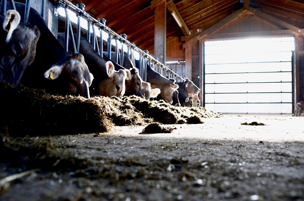 rumicalc  cows g6648dbbcb 1920